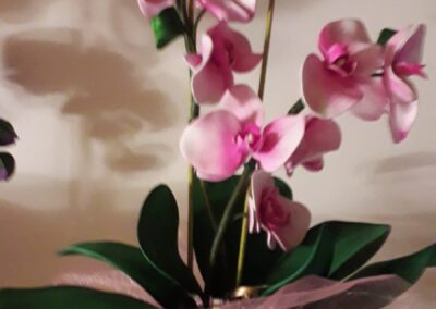 orchidea laura 2020-12-29 at 13.47.47